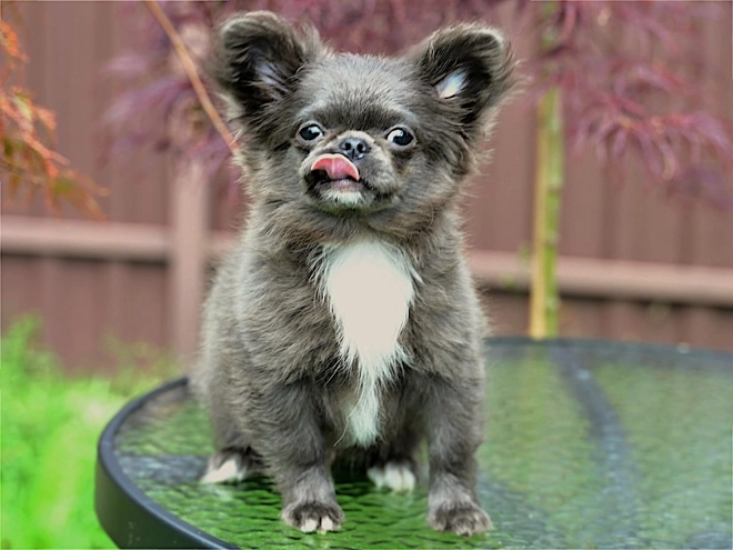 Chihuahua puppy for sale