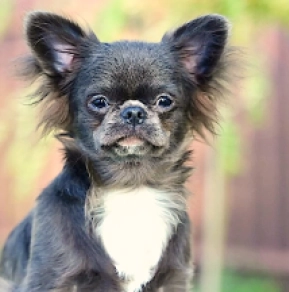Chihuahua puppy for sale