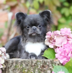 Chihuahua Welpe kaufen