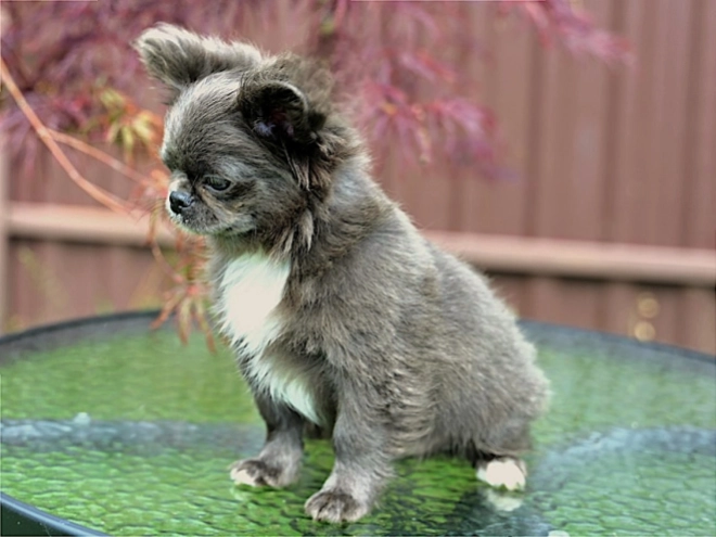 Chihuahua puppy for sale