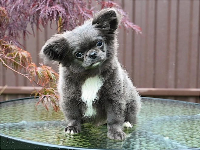 Chihuahua puppy for sale