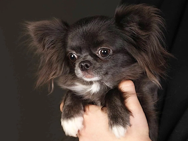 Chihuahua puppy for sale
