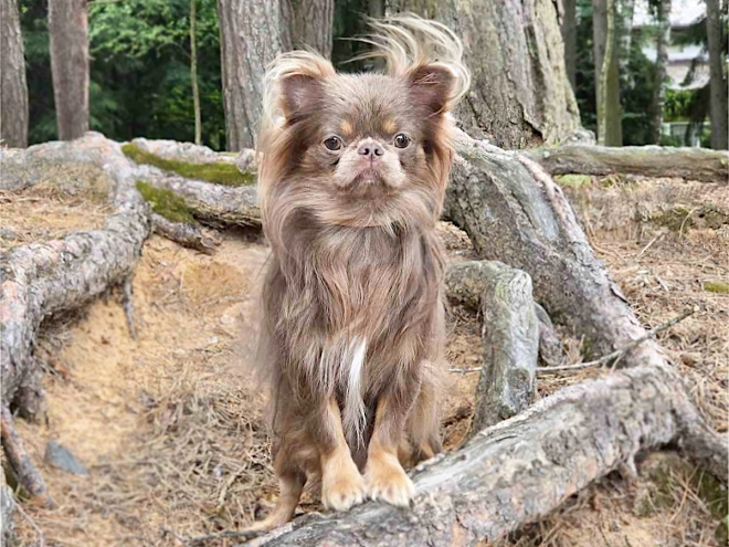 Chihuahua puppy for sale