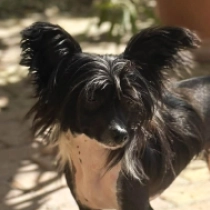 Perros Chinese Crested en venta