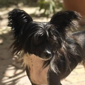 Chinese Crested puppy for sale