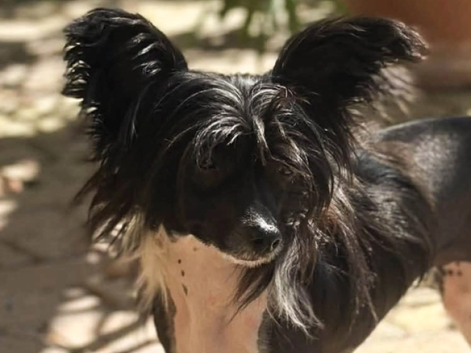 Chinese Crested puppy for sale