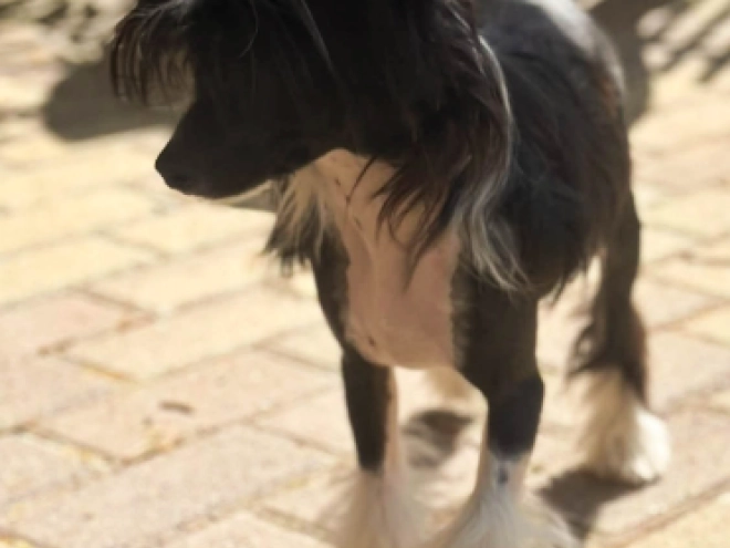 Chinese Crested puppy for sale