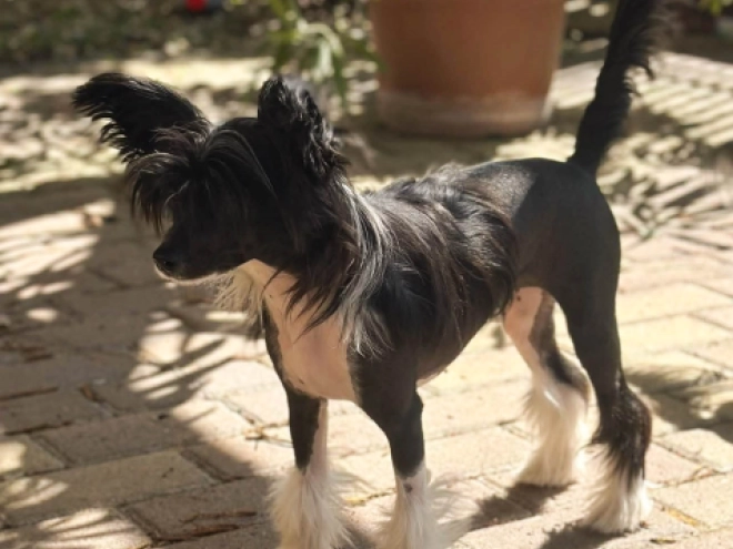 Chinese Crested puppy for sale
