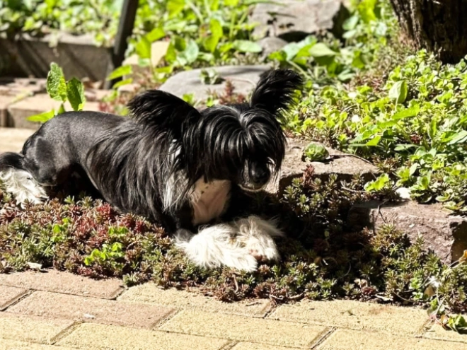 Chinese Crested puppy for sale