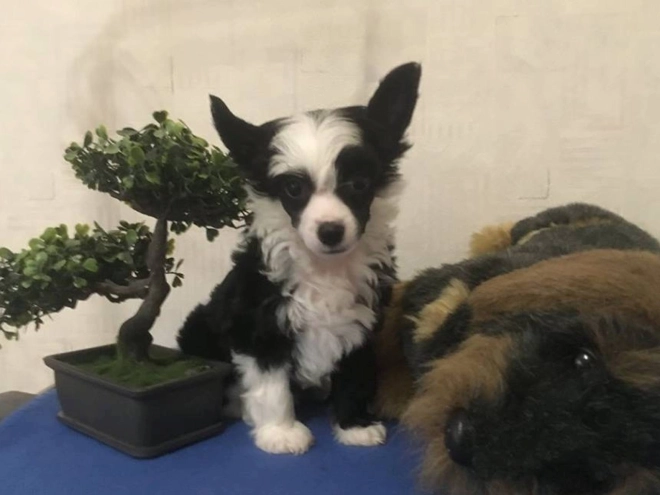 Chinese Crested puppy for sale