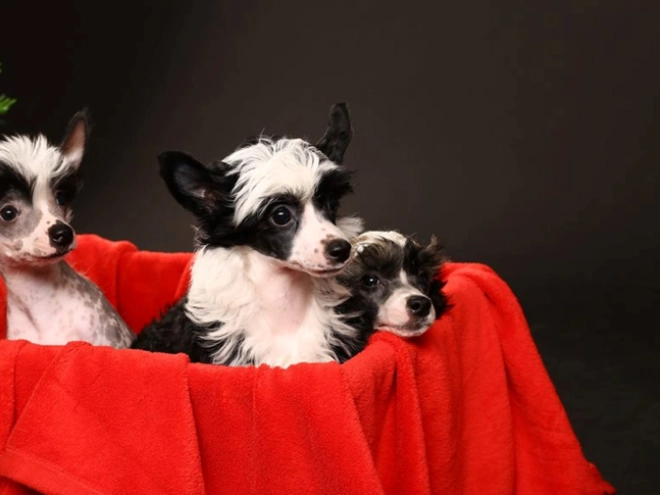 Chinese Crested puppy for sale