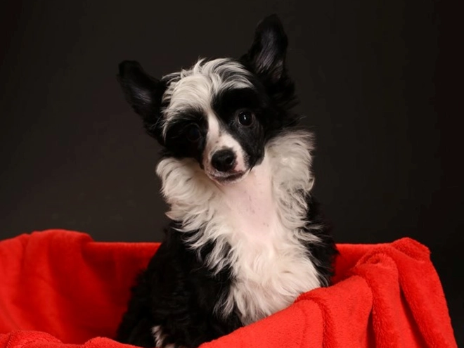 Chinese Crested puppy for sale