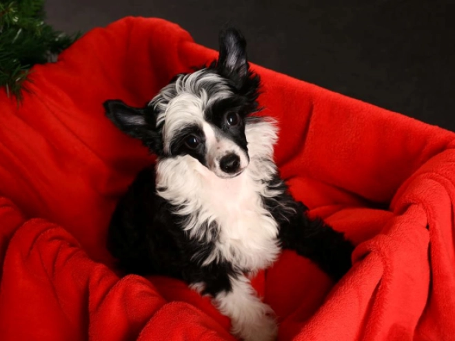 Chinese Crested puppy for sale