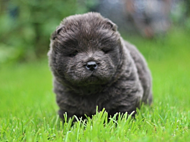 Chow Chow puppy for sale
