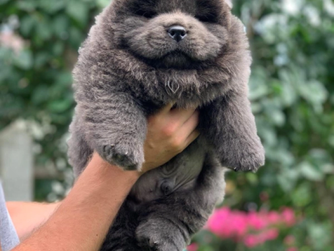 Chow Chow puppy for sale