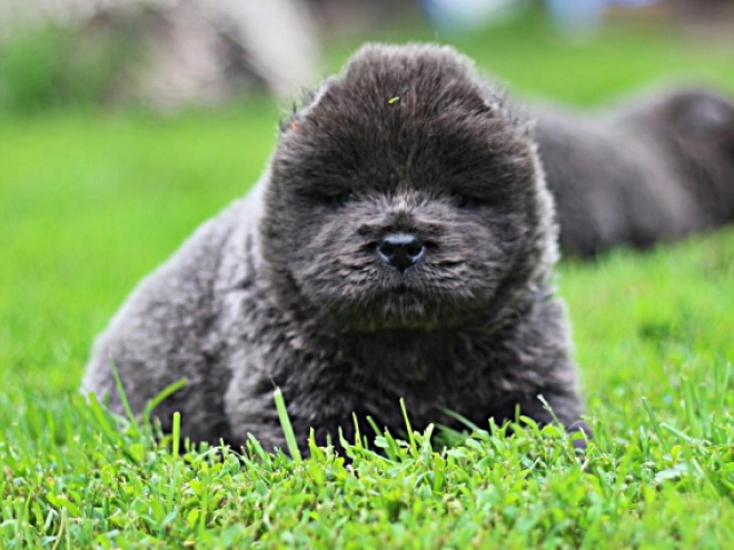 Chow Chow puppy for sale