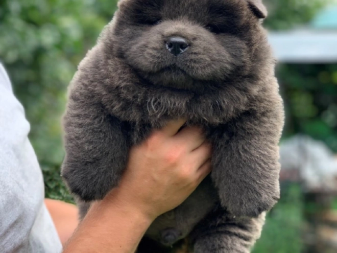 Chow Chow puppy for sale