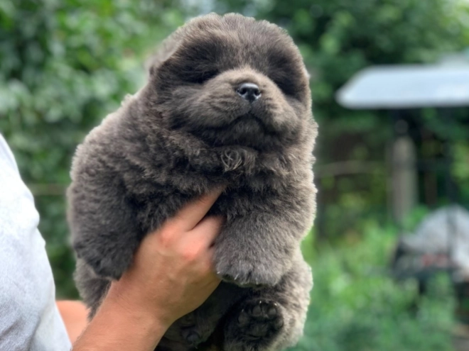 Chow Chow puppy for sale