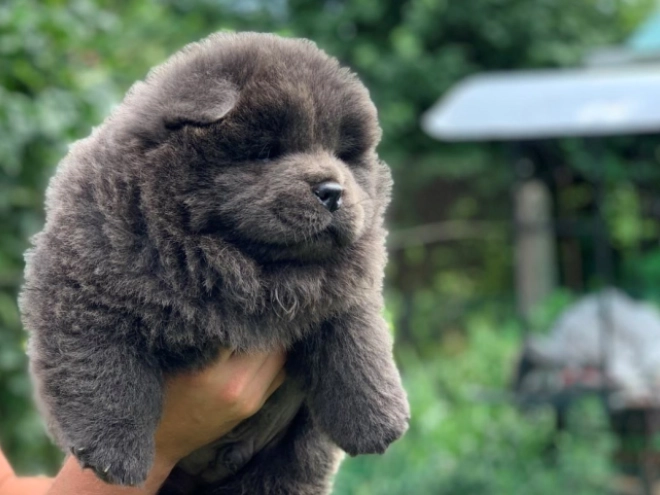 Chow Chow puppy for sale