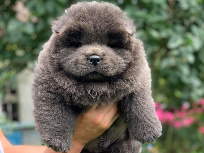 Chow Chow puppy for sale