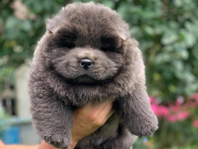Chow Chow puppy for sale