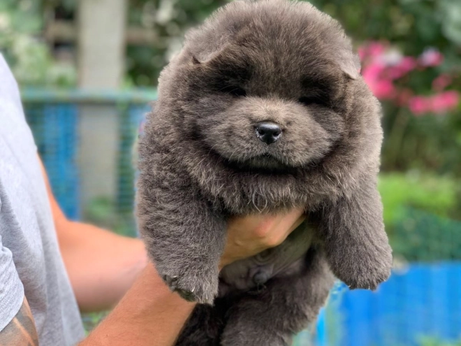 Chow Chow puppy for sale