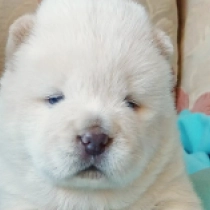 HiccupMinnie, cream Chow Chow for sale
