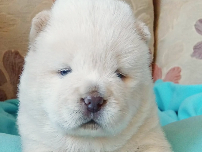 Chow Chow puppy for sale