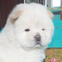 HiccupMinnie, cream Chow Chow for sale