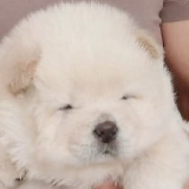 HiccupMinnie, cream Chow-Chow Welpen kaufen
