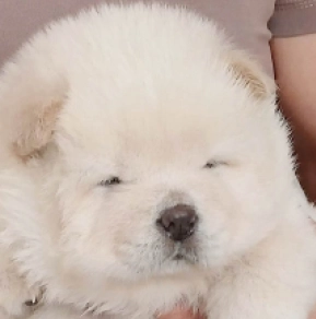 Chow-Chow Welpe kaufen