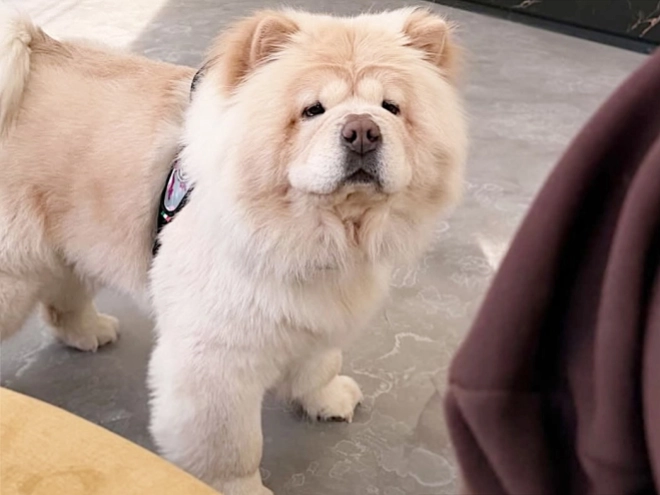 Chow Chow puppy for sale
