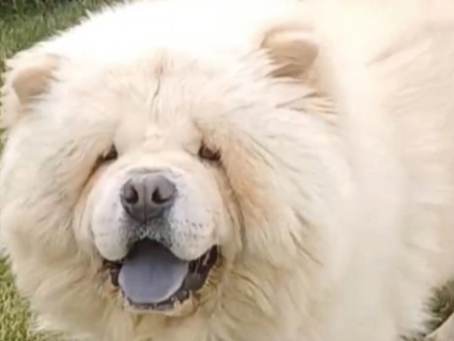 Chow Chow puppy for sale