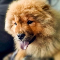Perros Chow Chow en venta
