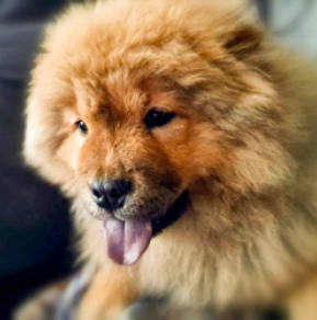 Chow Chow puppy for sale