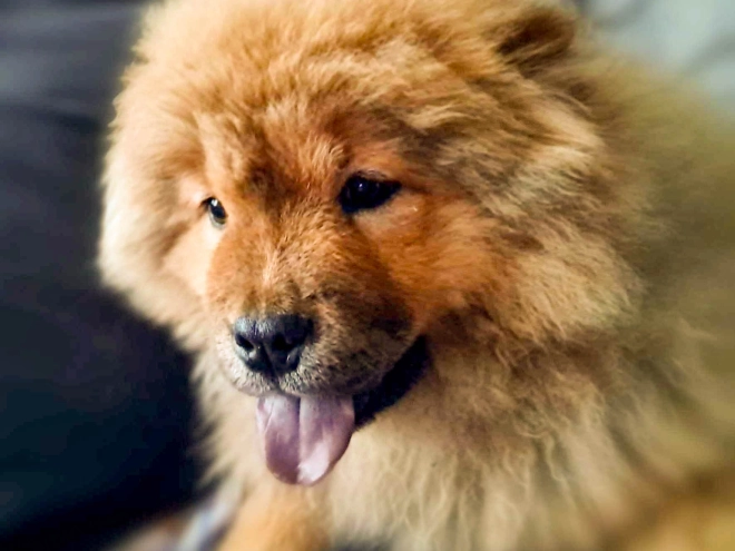 Chow Chow puppy for sale