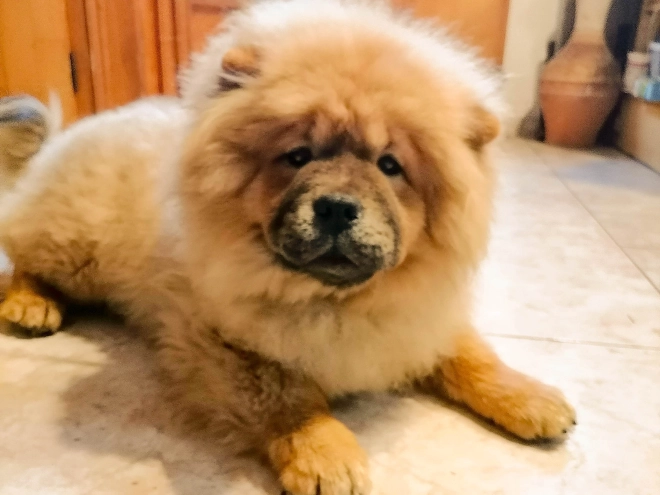 Chow Chow puppy for sale