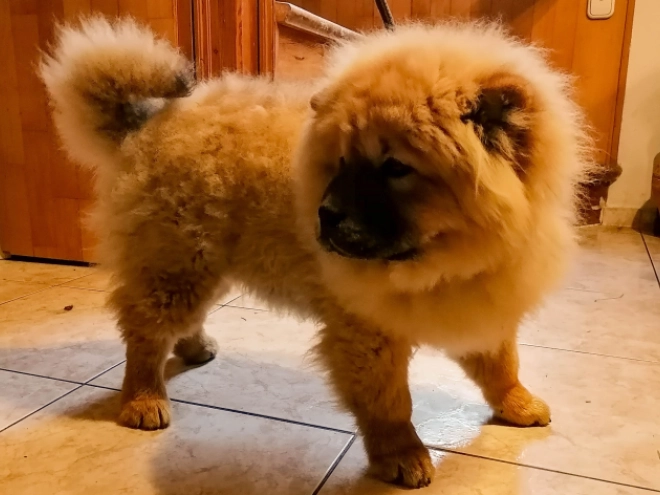 Chow Chow puppy for sale