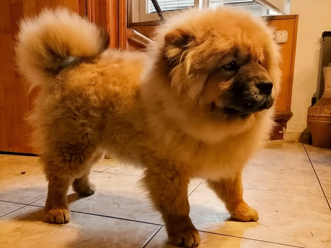 Chow Chow puppy for sale
