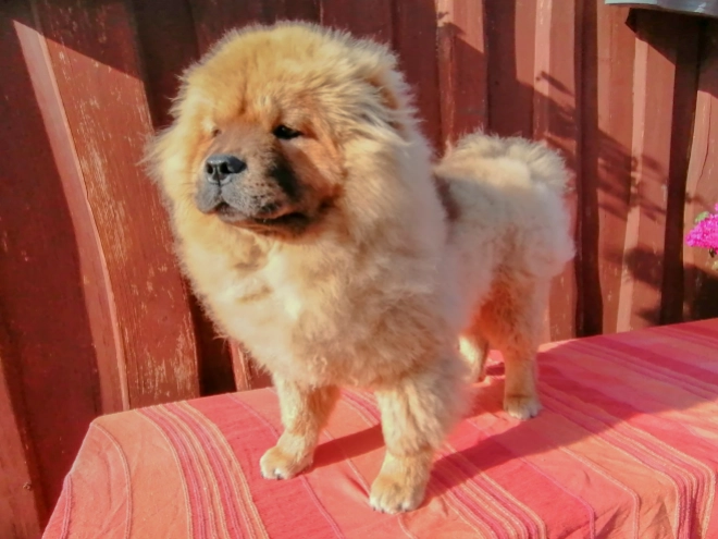 Chow-Chow Welpe kaufen