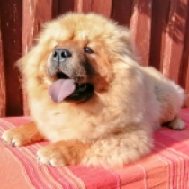 Emma Wattson, red Chow-Chow Welpen kaufen