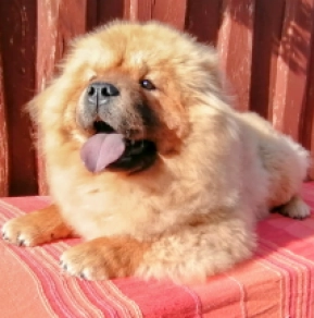 Chow-Chow Welpe kaufen