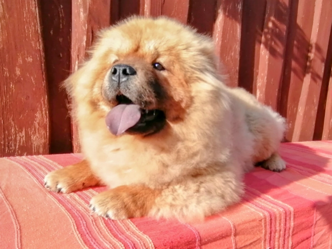 Chow-Chow Welpe kaufen