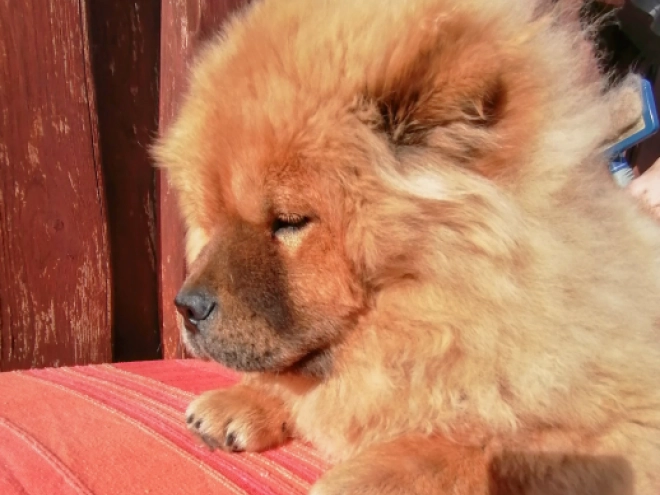 Chow-Chow Welpe kaufen