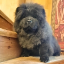 Perros Chow Chow en venta
