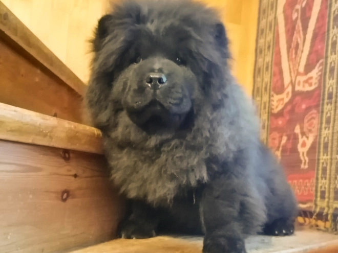 Chow Chow puppy for sale