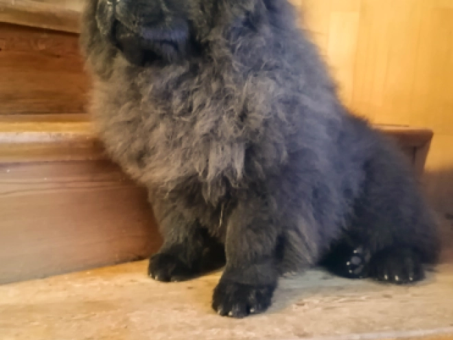 Chow Chow puppy for sale