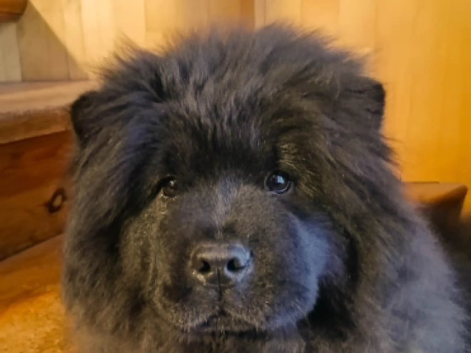 Chow Chow puppy for sale