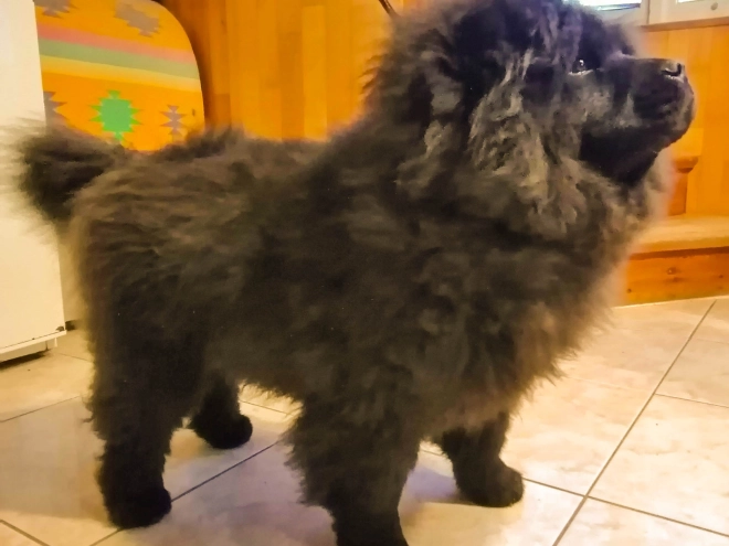 Chow Chow puppy for sale