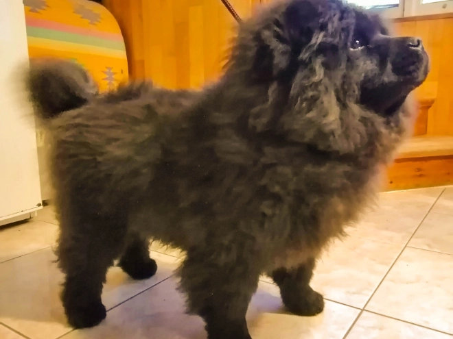 Chow Chow puppy for sale